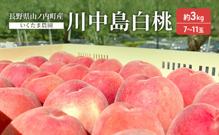 桃 先行予約 川中島白桃 3kg 桃