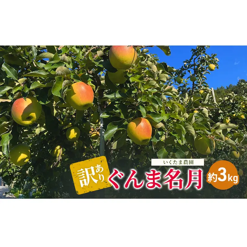 りんご 訳あり ぐんま名月 3kg りんご