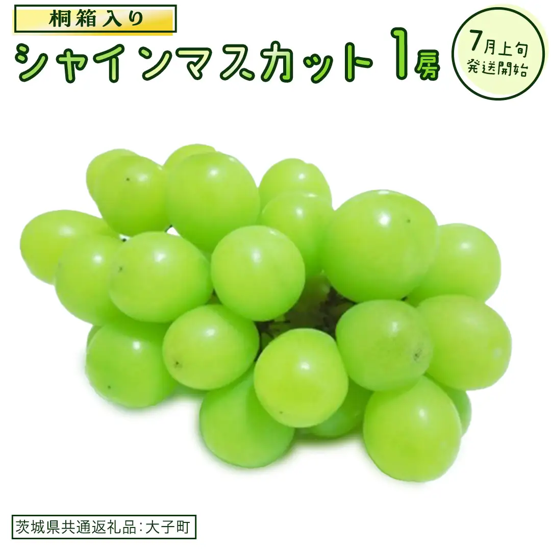 【桐箱入り】 シャインマスカット １房 (茨城県共通返礼品：大子町)