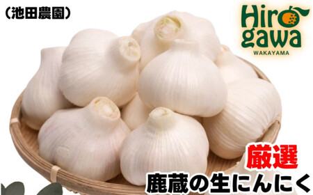 生 にんにく 2kg 厳選 / 生にんにく 国産 高級  ※5月上旬～6月中旬に順次発送 ※北海道・沖縄・離島への配送不可【ikd403-r-2A】