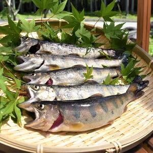宮田村産こだわりのヤマメ12匹セット（息吹館）　ヤマメ 魚 魚