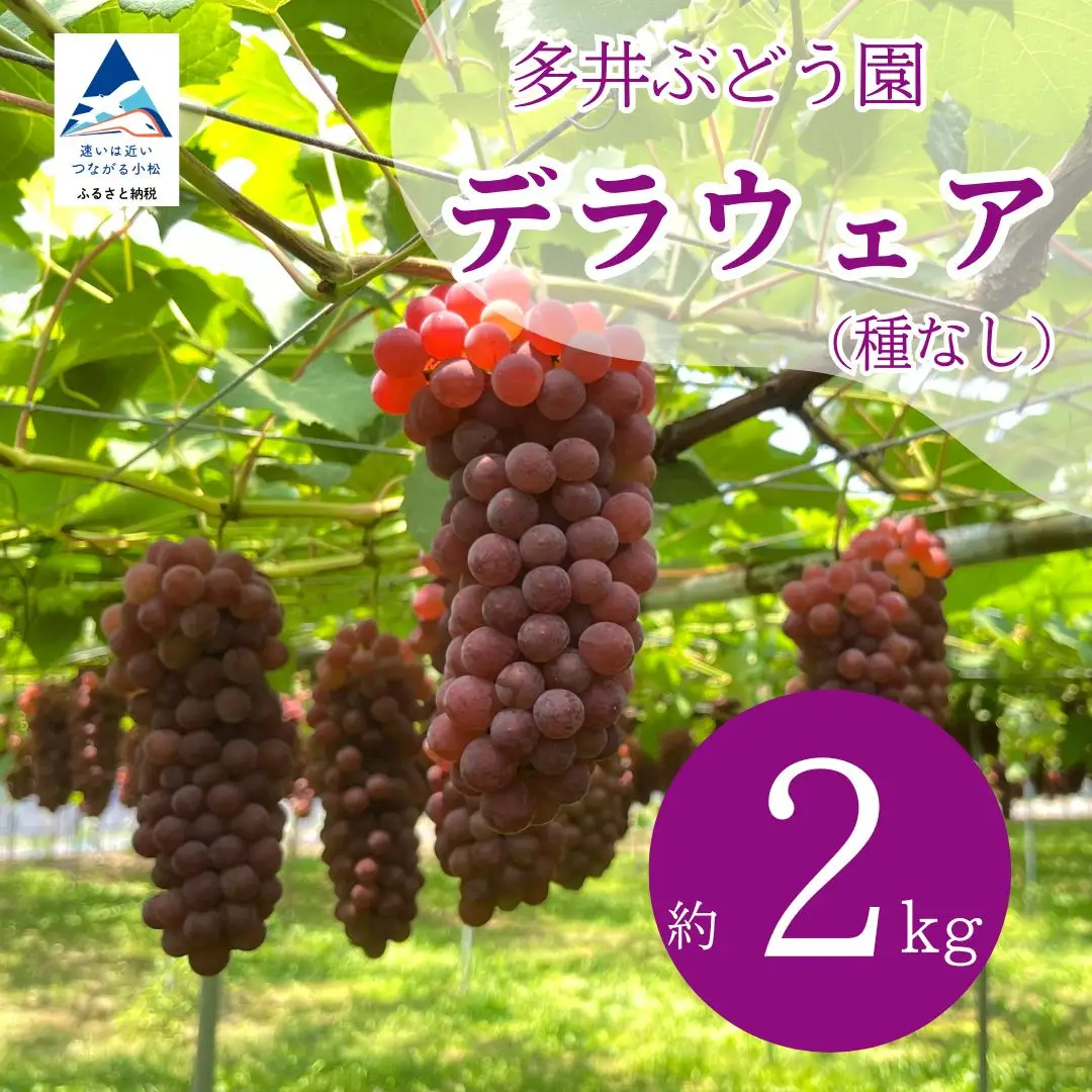 デラウェア ぶどう （7房~8房）デラウェア