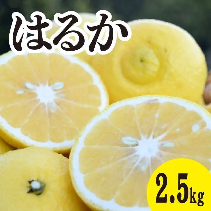 みかん【先行受付】【2027年3月中旬以降発送】濃厚な甘みに驚愕！ 瀬戸内のはるか＜約2.5kg＞広島 三原 佐木島 鷺島みかんじま 017068