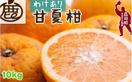 甘夏柑 家庭用 10kg+250g（痛み補償分） 光センサー / みかん 甘い 訳あり 柑橘 晩柑 和歌山 有田 ※4月上旬～6月下旬頃に順次発送 ※北海道・沖縄・離島への配送不可 【ikd023-c-10D】