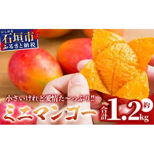 石垣島産ミニマンゴー