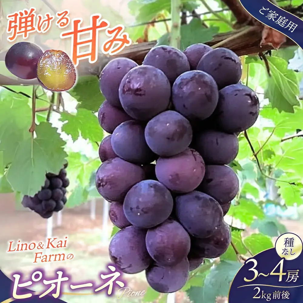 2026年先行予約【ご家庭用】 ニューピオーネ 3～４房  (2kg前後 化粧箱入) Lino＆Kai Farm ぶどう 岡山 真庭市 ピオーネ 大粒 【linokai005-02】