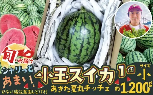 シャリっと甘い小玉スイカ！あきた夏丸チッチェ＜小1個＞　50P3424【ひない渡辺農園しどけ村】