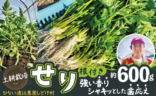 セリ 強い香りとシャキッとした歯応え 約600g　180P3202【ひない渡辺農園しどけ村】