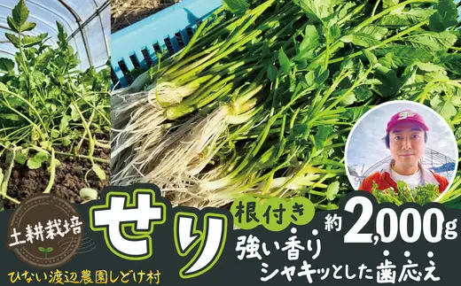 セリ 強い香りとシャキッとした歯応え 約2000g　600P3201【ひない渡辺農園しどけ村】