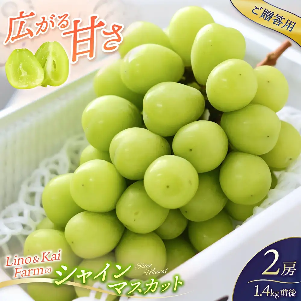 2026年先行予約 ご贈答用 Lino＆Kai Farmのシャインマスカット２房 （1.4kg前後） 化粧箱入 ぶどう 岡山 真庭市 シャインマスカット 贈答 【linokai010-02】