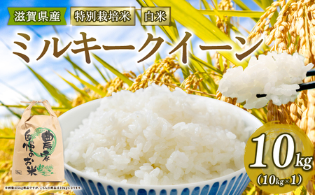 【 新米予約 】新米 令和8年産 ミルキークイーン 10kg 白米 特別栽培米
