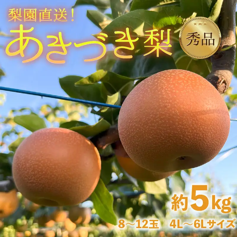 【先行予約】上野梨園のあきづき梨 5㎏箱入り（8～12玉入） / 梨園直送【上野の梨】 / 期間限定 果物 フルーツ 農家直送 シャキシャキ もぎたて 旬 お取り寄せ ※2026年9月下旬より順次発送 [aw077-a027]