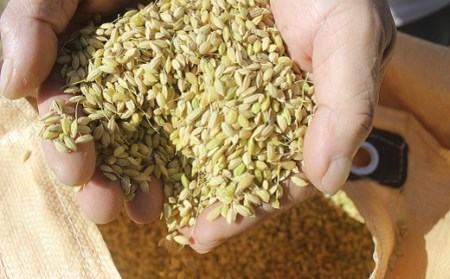 特別栽培メダカ玄米 5kg 玄米［1158-2］