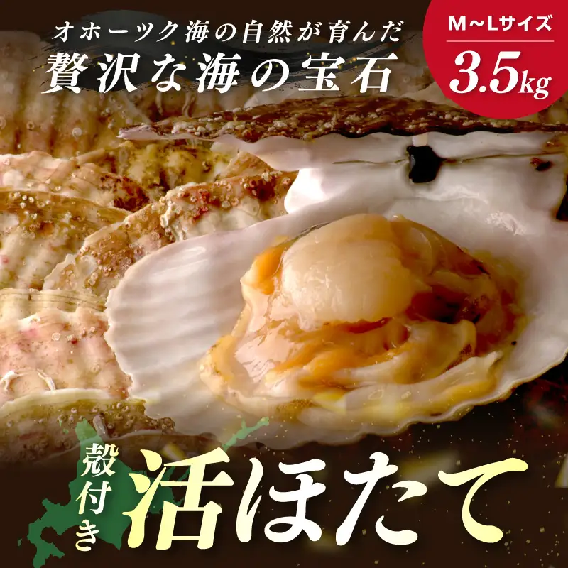 北海道オホーツク産 漁師直送 殻付きプレミアムホタテ 3.5kg ( 魚介 海鮮 貝 ホタテ ほたて 帆立 生食 炙り焼き バター焼き )【197-0006】
