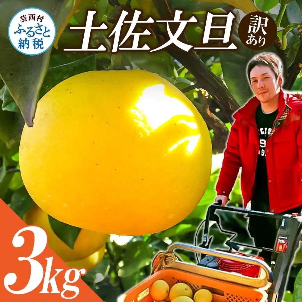 【先行予約】訳あり 土佐文旦 3kg 高知県産 【文旦】
