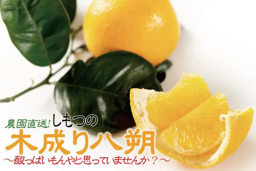 八朔 6kg 訳あり 木成り八朔［Mg20］