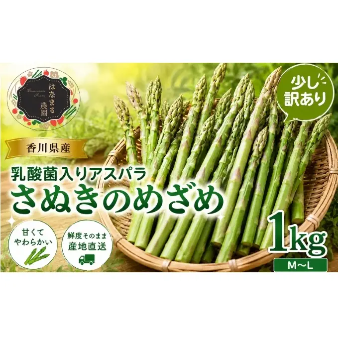 令和8年産　はなまる農園の乳酸菌入りアスパラ「さぬきのめざめ」少し訳あり 1kg（M～L） 野菜セット 野菜 アスパラガス 