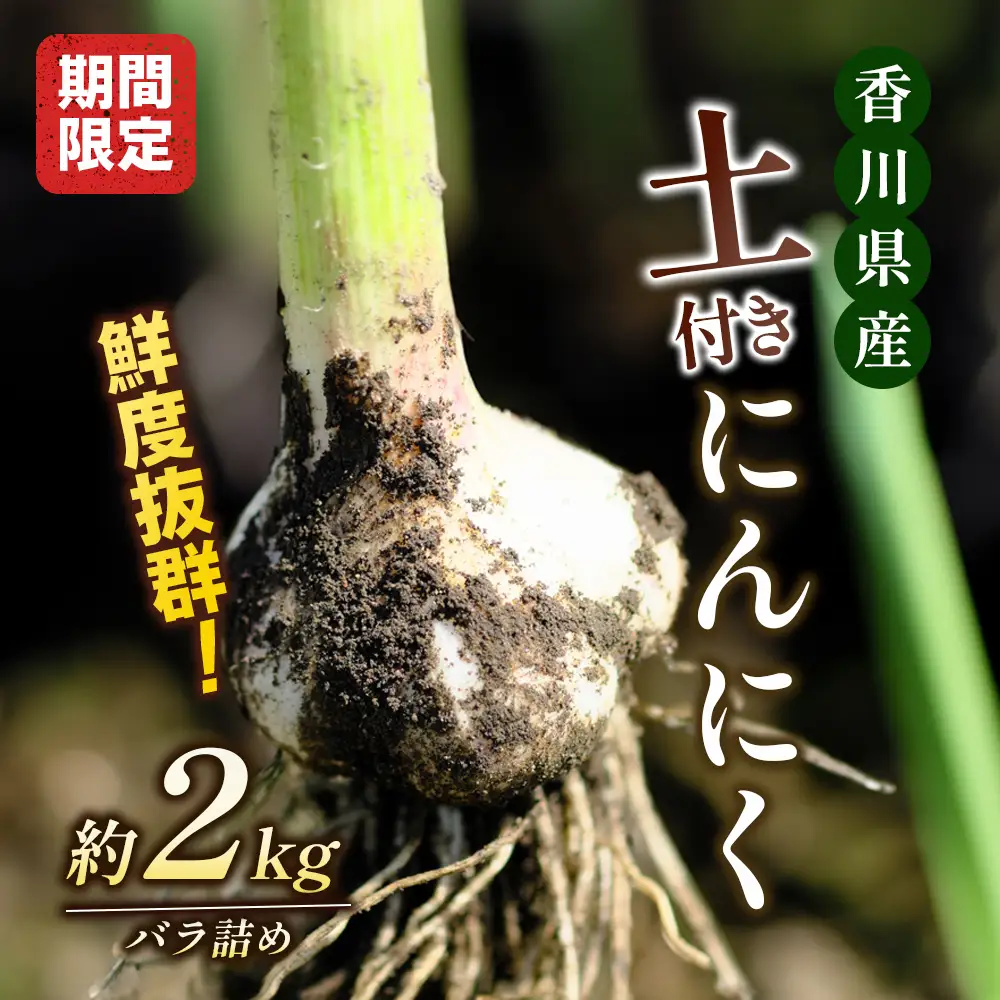 にんにく 生 土付き 香川県産 にんにく【2kg バラ詰め】 【46311891】