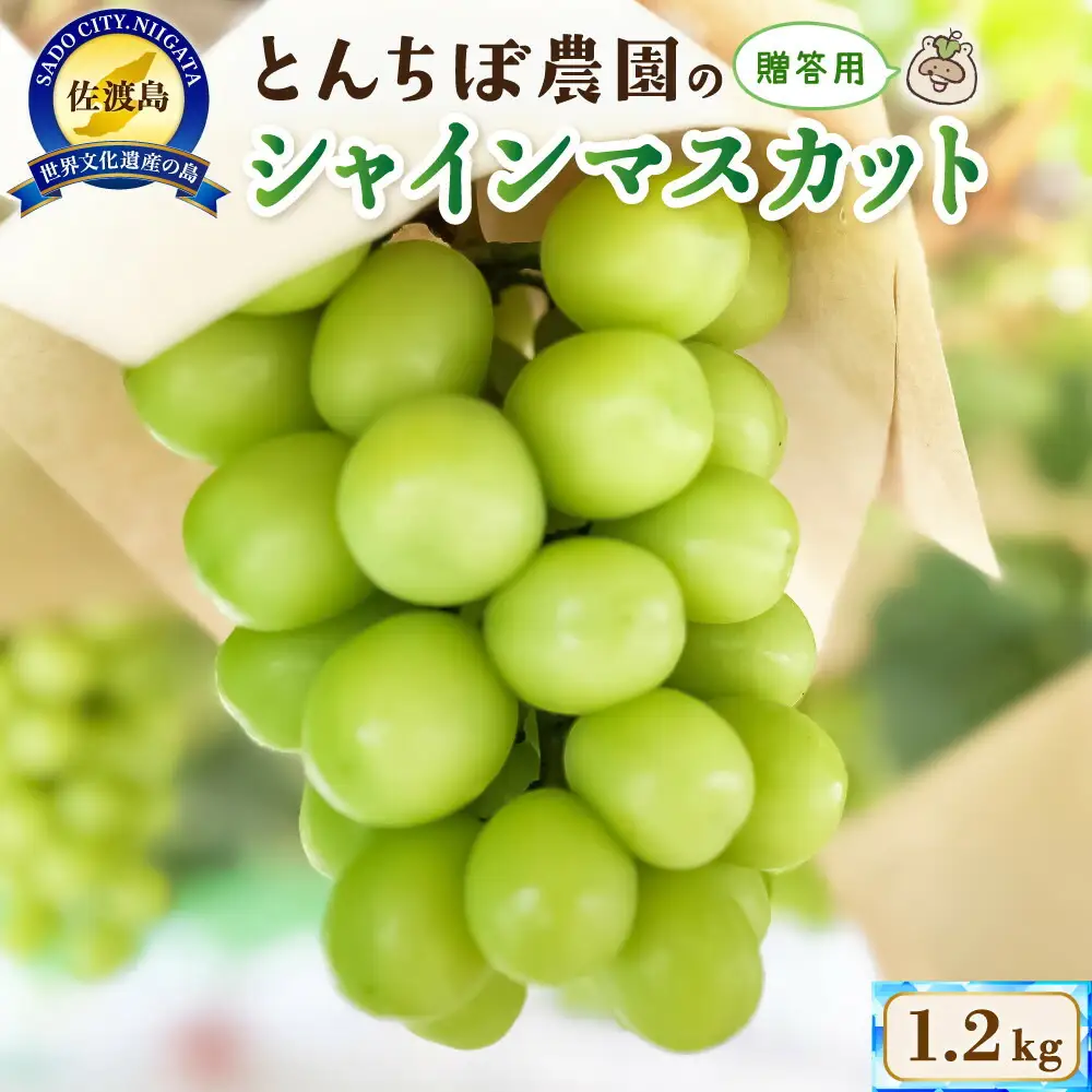 佐渡産 贈答用大房シャインマスカット1.2kg（2房入り）