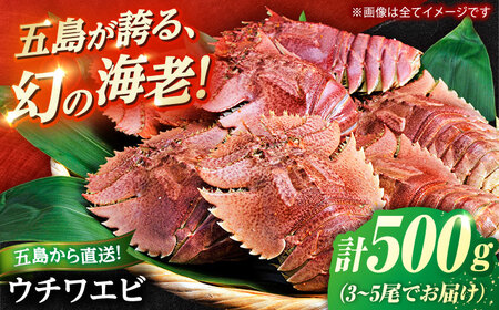 【2026年10月より発送】うちわ海老(活き) 500g（3-5尾）　五島市/真栄丸[PGR003]