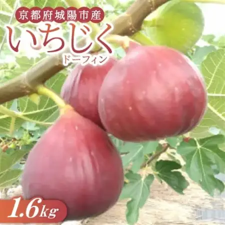 いちじく(ドーフィン) 400g×4パック 栄養が豊富な体に嬉しいフルーツ【京都府城陽市】【配送不可地域：離島・北海道・沖縄県・東北】【1636084】