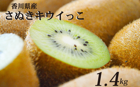 【11月上旬から12月下旬の間で順次発送】 一口サイズ！ さぬきキウイっこ 約1.4kg キウイ 【goshiki028】