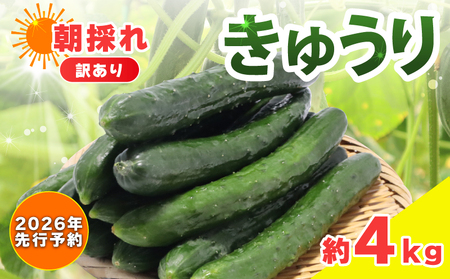 訳あり】【2026年先行予約】産地直送きゅうり 4kg[shi003]夏野菜 国産