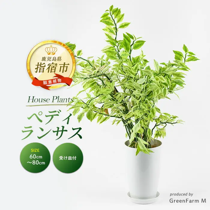 【観葉植物】ぺディランサス(ダイギンリュウ) 60cm～80cm Green Farm M IB075-025 観葉植物 ※北海道・沖縄・離島配送不可