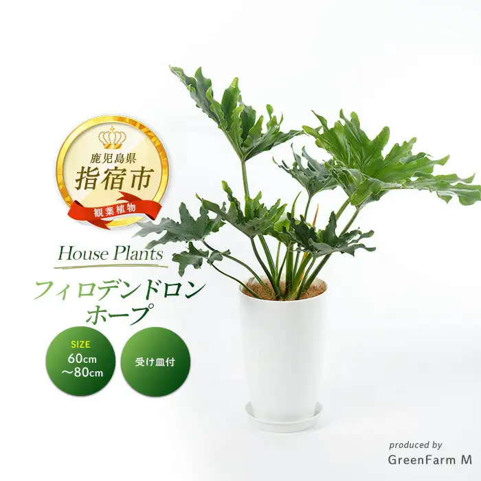 【観葉植物】フィロデンドロン・ホープ 60cm～80cm Green Farm M IB075-026 観葉植物 ※北海道・沖縄・離島配送不可