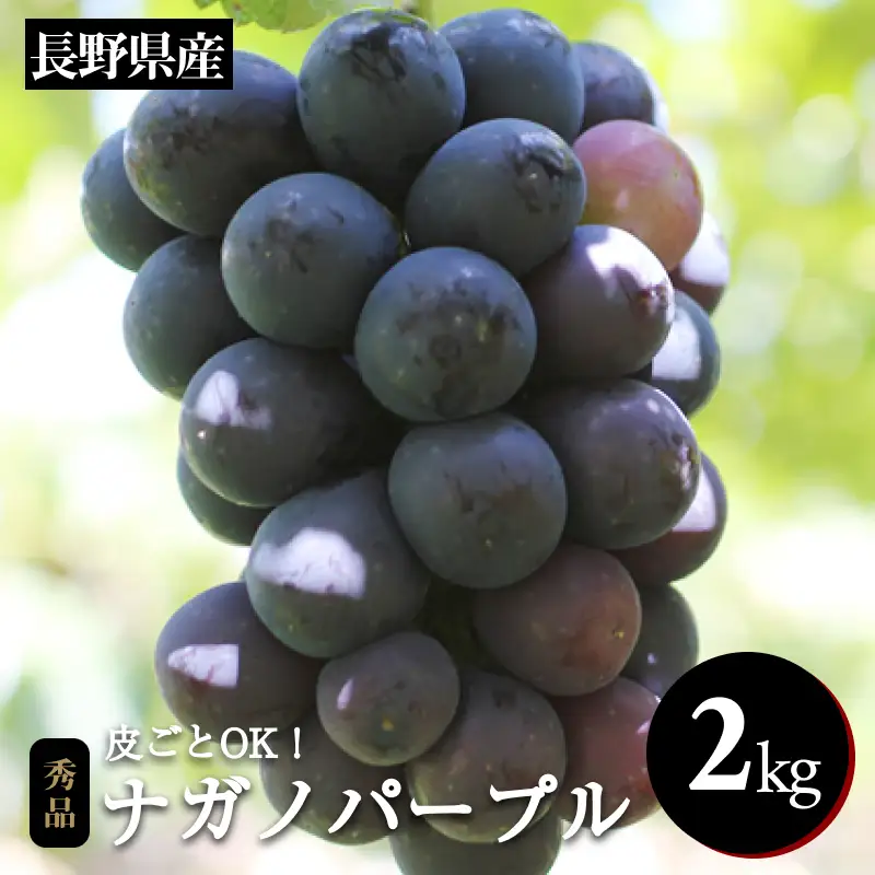 皮ごと OK! 長野県産 種なし ナガノパープル 約2kg 秀品 〈2026年8月下旬～10月上旬発送〉| 長野県 飯田市