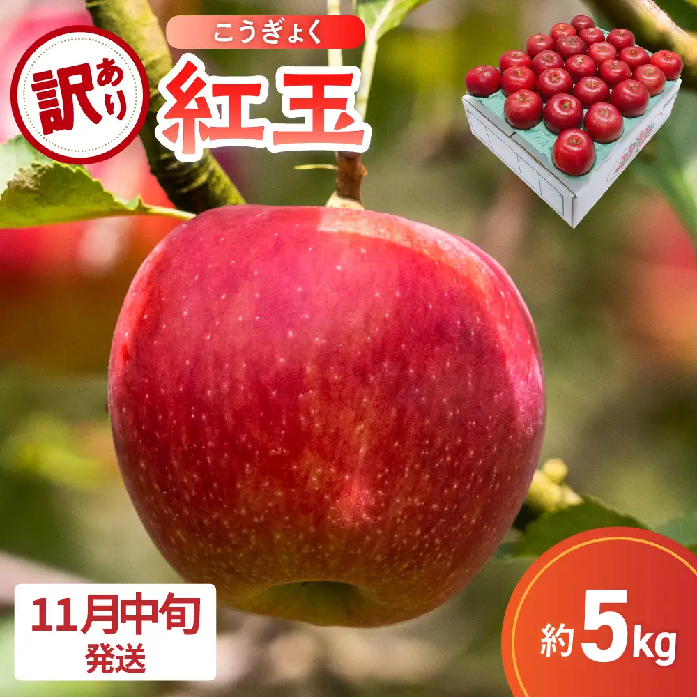 【2026年11月中旬発送】【訳あり】 りんご 5kg 紅玉 アップルパイ に最適 青森 不揃い