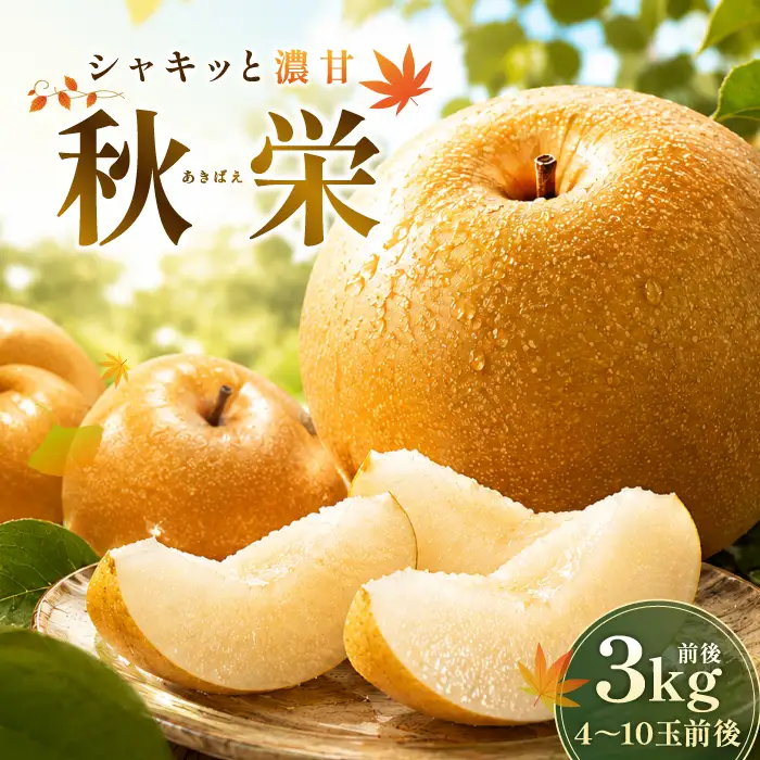 秋栄　3kg【梨 秋栄 あきばえ 3kg 先行予約 期間限定 数量限定 なし ナシ 果物 くだもの フルーツ 旬 高糖度 甘い 贈り物 ギフト お取り寄せ 産地直送 鳥取県】