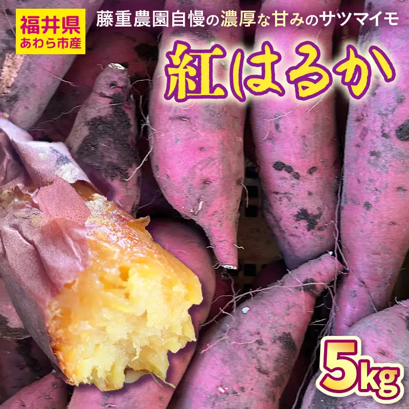 【先行予約】福井県あわら市産 藤重農園自慢の濃厚な甘みのサツマイモ 紅はるか 5kg / さつまいも 紅はるか べにはるか さつま芋 国産 土付き 芋 産地直送 熟成 サツマイモ ※2026年11月中旬以降順次発送 [aw083-a002]