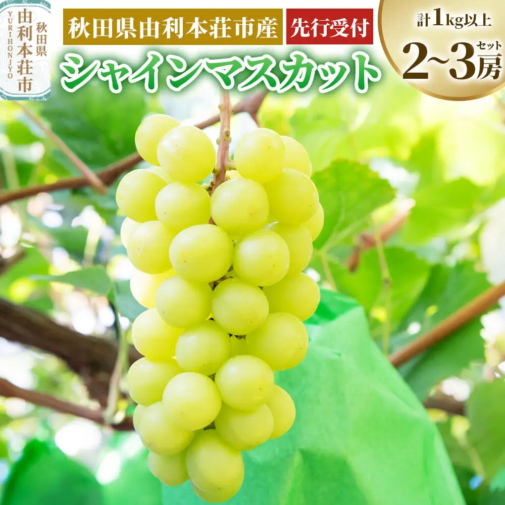 《先行受付》秋田県由利本荘市産 シャインマスカット 2～3房セット