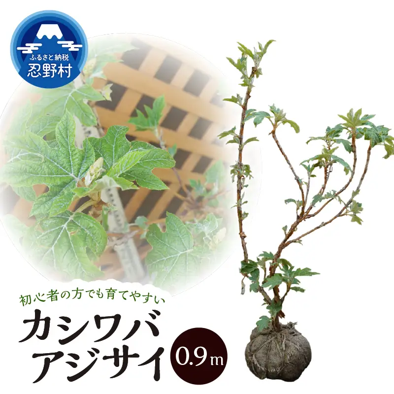 植木　カシワバアジサイ　0.9ｍ