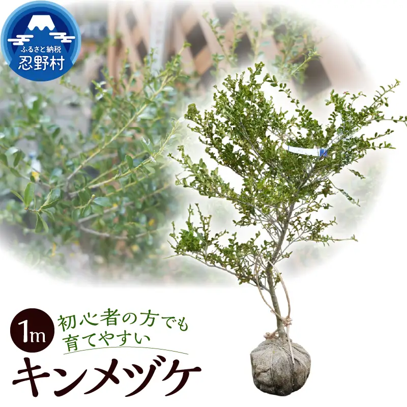 植木　キンメツゲ　1ｍ