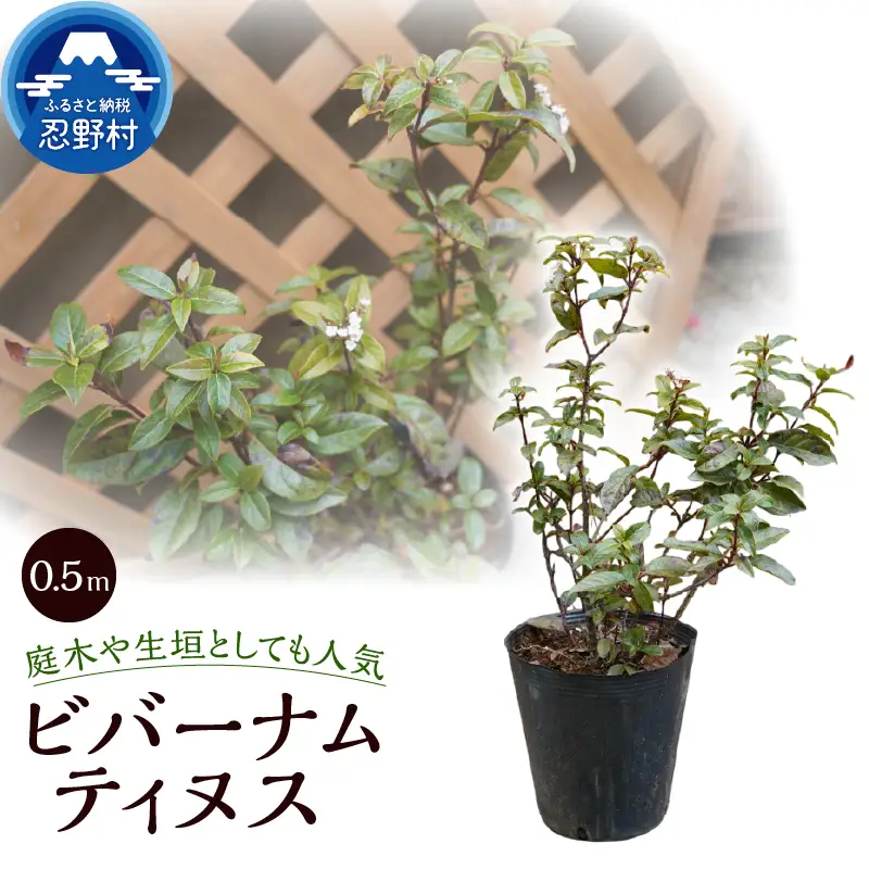 植木　ビバーナムティヌス　0.5ｍ
