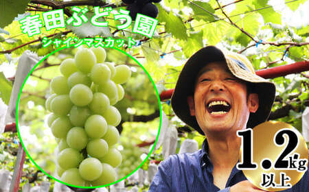 〈春田ぶどう園〉 【8月中旬～9月下旬順次発送】春田ぶどう園直送！【シャインマスカット１.2キロ以上】[M167-1] 果物 果汁 ぶどう 高級 福岡 フルーツ 甘い 福岡県 宮若市 送料無料