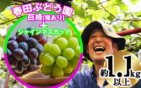 〈春田ぶどう園〉 【8月中旬～9月上旬順次発送】春田ぶどう園直送！【巨峰＋シャインマスカット1.1キロ以上】 [M216-2] 果物 果汁 ぶどう 高級 福岡 フルーツ 甘い 福岡県 宮若市 送料無料