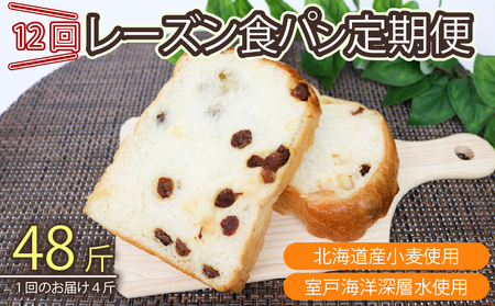 12回 定期便 レーズン食パン 海洋深層水食パン 4斤 [ロマンド 高知県 rm011]