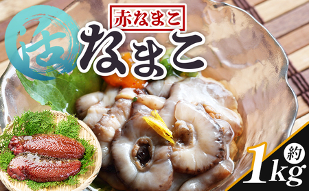 活ナマコ 1kg 赤ナマコ - 国産 産地直送 赤なまこ なまこ ナマコ 海鼠 海産物 海鮮 魚介類 刺身 刺し身 炒め物 塩辛 このわた えび蔵 高知県 香南市 冷蔵 eb-0050