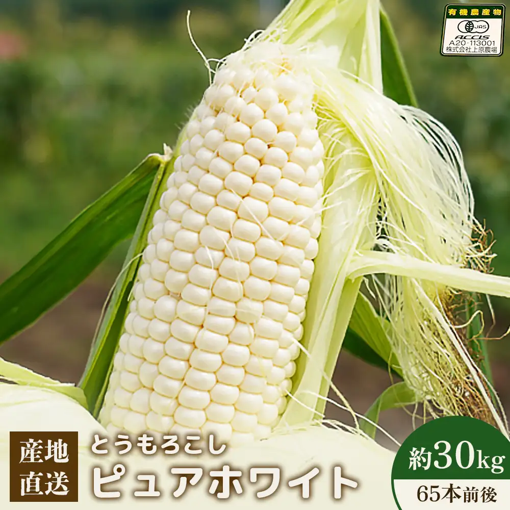 【2026年度発送分】上原農場直送 とうもろこし (ピュアホワイト)  約30kg 約65本前後【6601801】