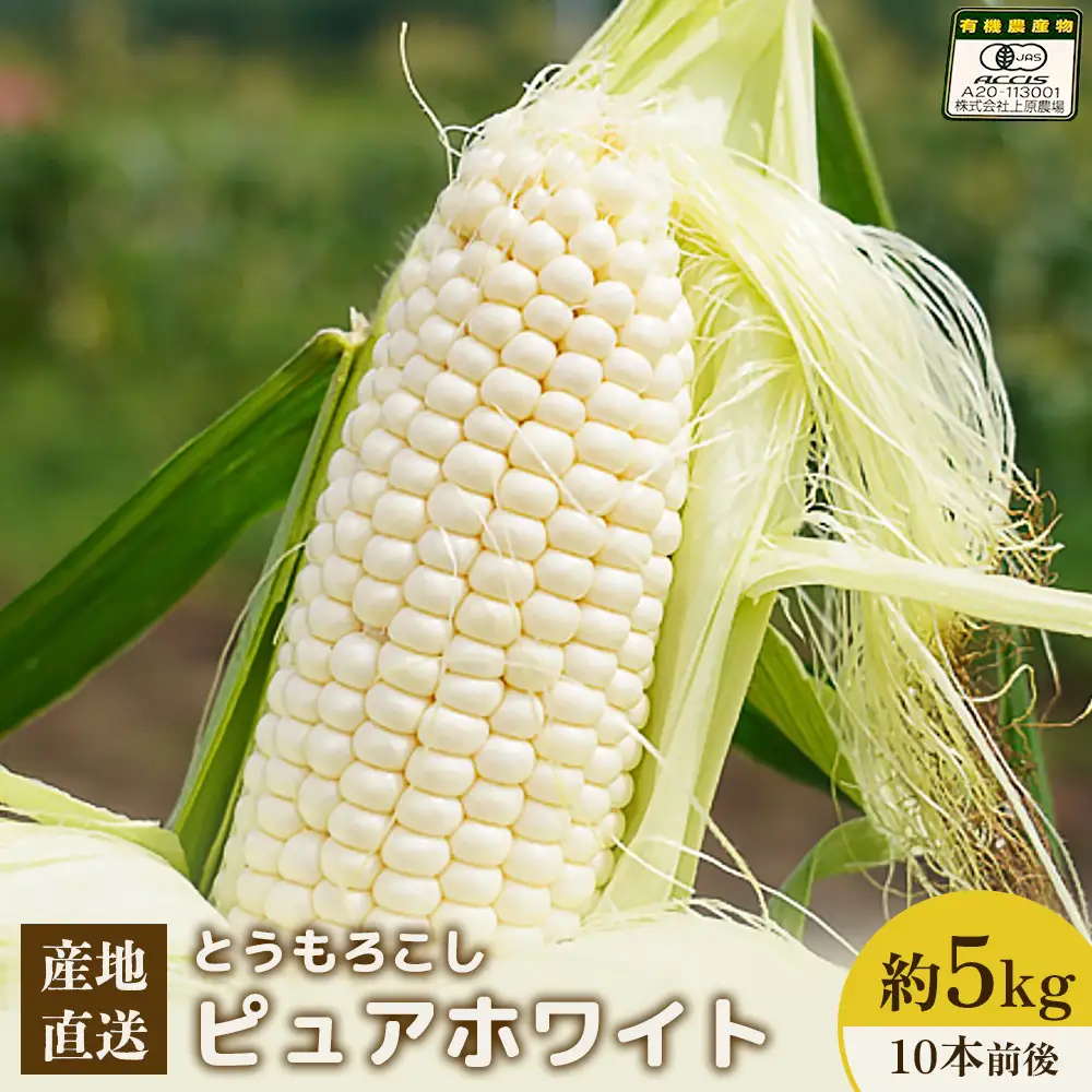 【2026年度発送分】上原農場直送　有機栽培とうもろこし (ピュアホワイト) 約5kg 約10本前後【6601601】