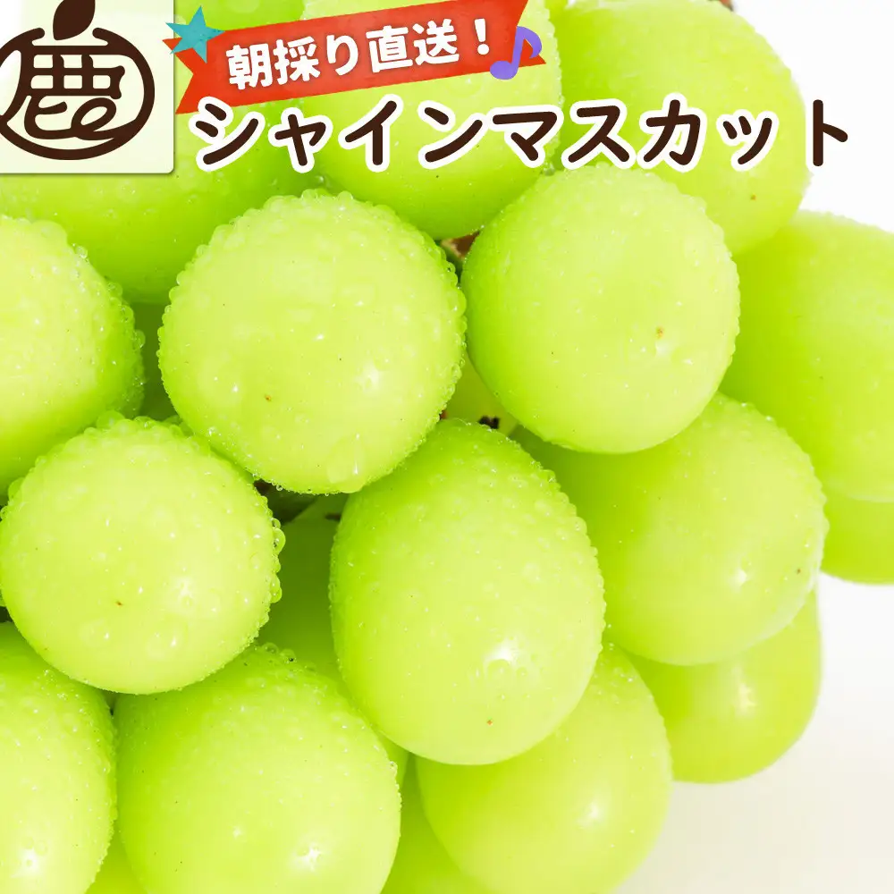 ［先行予約］シャインマスカット 約1.2kg［朝採り］［フルーツ・果物］［そのまま食べられる］［2026年8月下旬頃から順次発送］