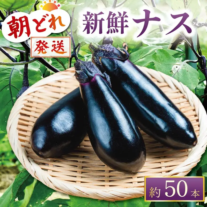 【先行受付】 朝どれナス 約50本 | ナス TR-0007