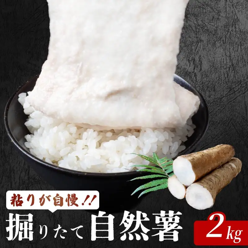 安田町産 自然薯 2kg じねんじょ JN-06