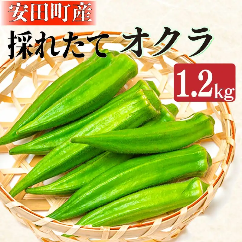 朝どれオクラ 1.2㎏ | オクラ YK-03