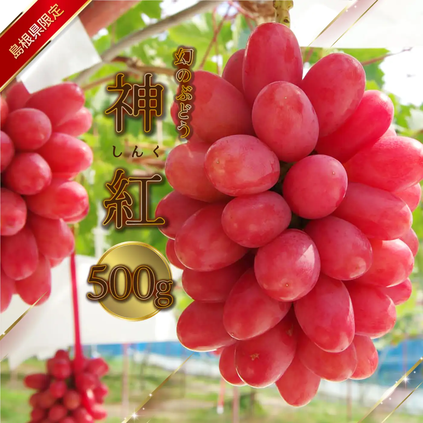 島根県限定！幻のぶどう　”神紅（しんく）” 1房　500ｇ 