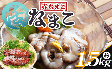 活ナマコ 1.5kg 赤ナマコ - 国産 産地直送 赤なまこ なまこ ナマコ 海鼠 海産物 海鮮 魚介類 刺身 刺し身 炒め物 塩辛 このわた えび蔵 高知県 香南市 冷蔵 eb-0051