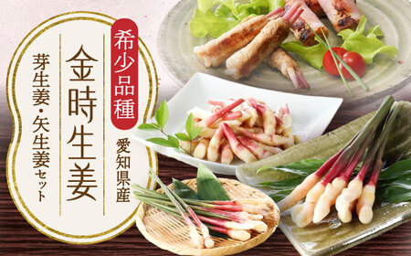 金時生姜 芽生姜・矢生姜セット / 生姜 新生姜 芽生姜 矢生姜 新鮮 旬 野菜 / 稲沢市 / 有限会社木村農園 [BMBN003]